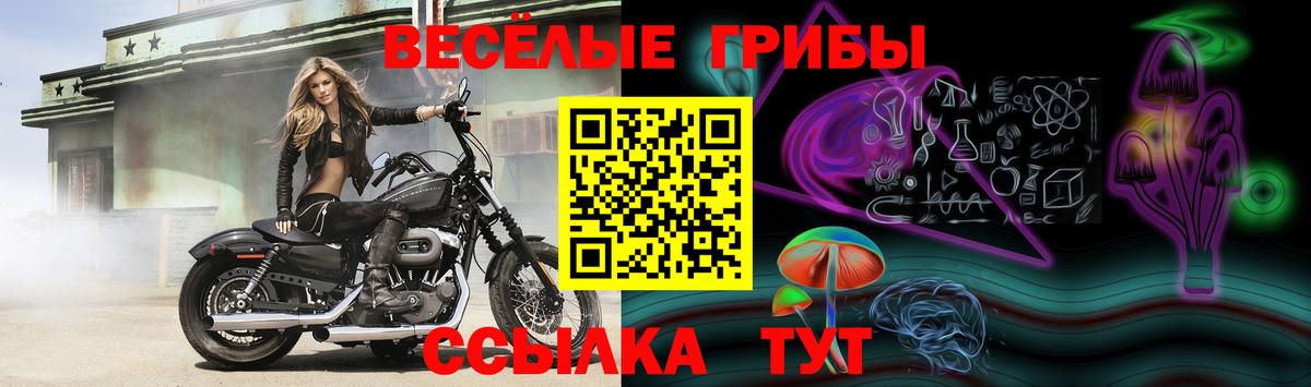 Псилоцибиновые грибы мицелий Полысаево